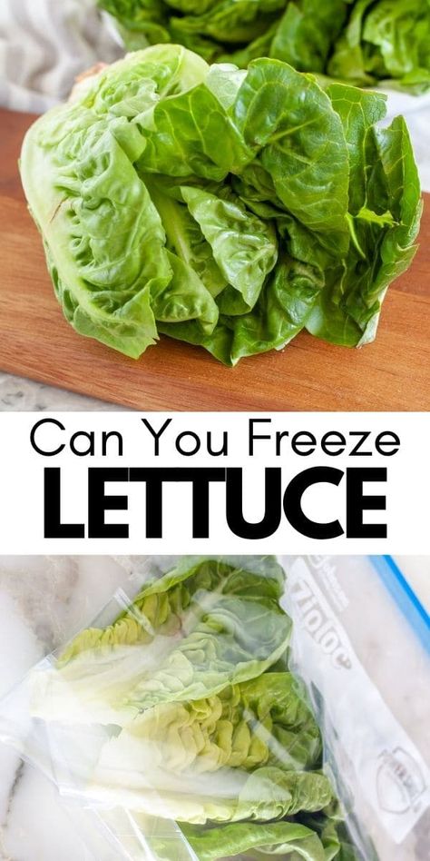 Lettuce Recipes, Freezing Vegetables, Salad Lettuce, Freeze Greens, Head Of Lettuce, Cooking Bacon, Shredded Lettuce, Fresh Veggies, Crispy Bacon