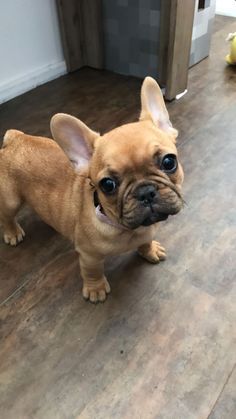 Maple #frenchie #bul Puppy Obedience Training, Easiest Dogs To Train, Dog Clothes Diy, Francia Bulldog, Best Puppies, Bull Dogs, Cute French Bulldog, Bulldog Lover, French Bulldog Puppies