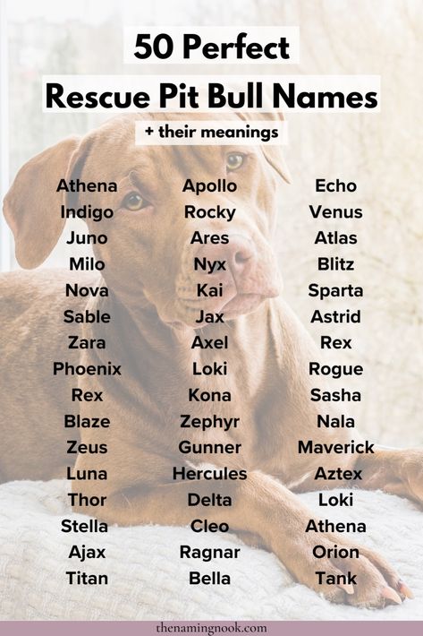 50 Perfect Rescue Pit Bull Dog Names + Their Meanings. Click through for cute and unique rescue dog and puppy names for your rescue pit bull that no one else is using! Cute puppy names, cute names for dogs, rescue dog names Bull Names, Cute Animal Names, Cute Puppy Names, Cute Pet Names, Greek Meaning, Cute Names For Dogs, Names Cute, Dog And Puppy, Dogs Rescue