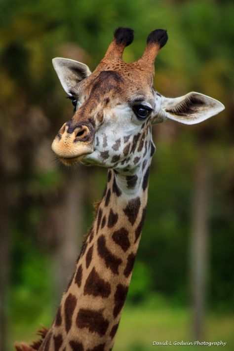 Giraffe Reference Photos, Giraffe Eyes, African Animals Photography, Giraffe Photography, Giraffe Images, Giraffe Photos, Giraffe Pictures, African Giraffe, Giraffe Art