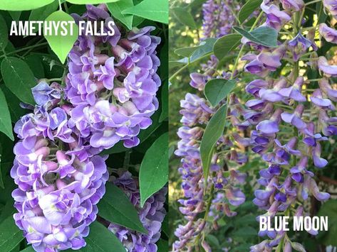 Wisteria is a vine plant that has a unique flowering. Due to the climbing habit, it can reach considerable heights and is often used as… Blue Moon Wisteria, Wisteria Amethyst Falls, Garage Trellis, Wisteria Blue, Patio Trellis, Beach House Garden, House Garden, Delphinium, Wisteria