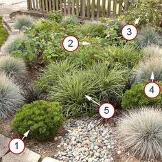 More No-Fuss, Neat and Tidy Plants This rain garden is all about looking fine with little care. There are no flowers to clip or spent perennials to cut back, yet the garden still looks interesting because of the subtle color and texture variations. Rain Garden Design, Lily Turf, Rain Gardens, Yard Drainage, Blue Fescue, Twig Dogwood, Hillside Landscaping, Areas Verdes, Rain Garden