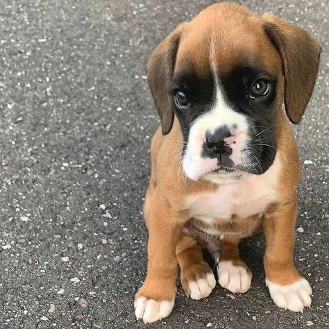 Cute Boxer Puppies, Boxer Puppies For Sale, Cute German Shepherd Puppies, Boxer (dog), Boxer Puppy, English Bulldog Puppies, Boxer Puppies, Boxer Love, Cute Little Puppies