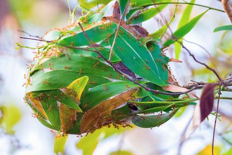 Weaver Ants Weaver Ant, Red Ant, Butterfly Species, Tropical Forest, The Nest, Pest Control, Phone Screen, Driveway, Ants