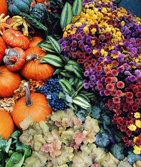 Pumpkins, mums, calatheas and more at the Bellagio Botanical Gardens. Fall Florals, Fall Floral, Pumpkin Patch, Botanical Gardens, Pumpkins, Plants, Floral