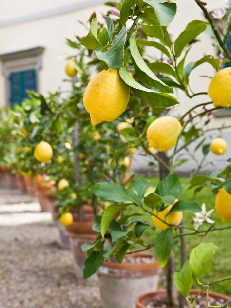 Apartment Gardening Ideas for Small Spaces, Patios & Balconies | HGTV Fruit Trees In Containers, Fringe Tree, How To Grow Lemon, Landscaping Trees, Growing Fruit Trees, Lemon Trees, Planting Pots, Citrus Trees, Potted Trees