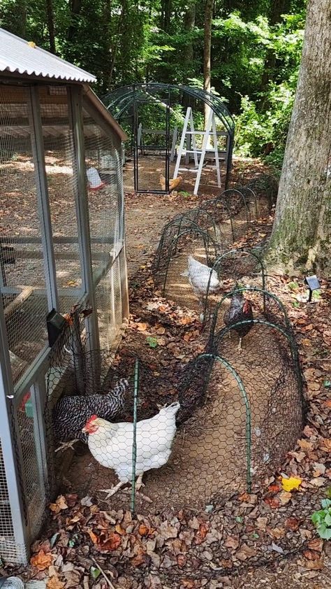 Katie Williams | The Hennies are loving their new Chicken Tunnel & Fern's run gives me life! #chickens #backyardchickens #chickencoop #chickenrun... | Instagram Chicken Yard Ideas Easy Diy, Chicken Duck Coop Combo, Chicken Coop Feeder Ideas, Easy Chicken Coop Diy, Quail Coop Ideas, Basic Chicken Coop, Hen House Ideas, Trampoline Chicken Coop, Chicken Coop Decorating Ideas