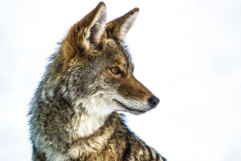 Step outside tonight and you may hear a lot of howling. Here’s why. Coyote Aesthetic, Coyote Wallpaper, Coyote Drawing, Coyote Animal, Wolf Hybrid, The Howling, Urban Park, Nature Conservation, Wild Dogs