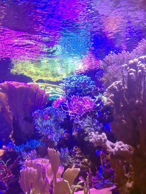 Mermaid Aesthetic, Mermaid Dreams, Pretty Landscapes, Neon Aesthetic, Holographic Glitter, Aesthetic Backgrounds, Sea Creatures, Cool Wallpaper, Rocks And Crystals