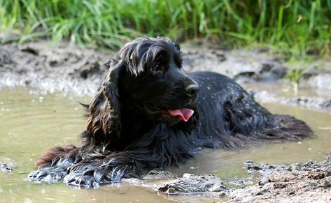 Le Cocker spaniel anglais : caractère, origine, conseils d'élevage, santé Cocker Spaniel Anglais, Stinky Dog, Spaniel Breeds, Carpet Ideas, Dog Smells, Dog Died, Cocker Spaniel Puppies, English Cocker, English Cocker Spaniel