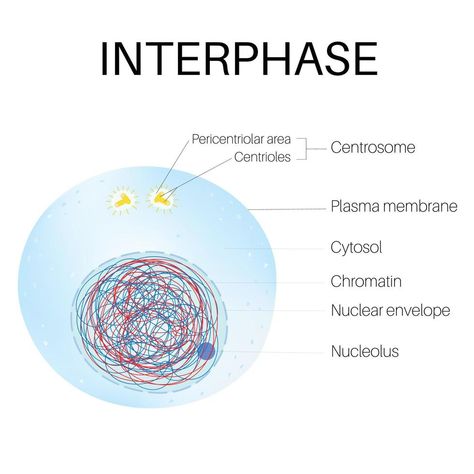 Interphase Cell Cycle, Interphase Mitosis, G1 Phase, The Cell Cycle, Cycle Drawing, Plasma Membrane, Cell Cycle, Plant Cell, Plant Drawing