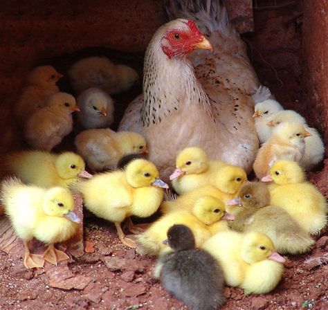 Mother Of All Pet Chickens Breeds, Beautiful Chickens, Chickens And Roosters, Chicken Breeds, Hens And Chicks, Pet Chickens, Baby Animals Funny, Baby Chicks, A Chicken