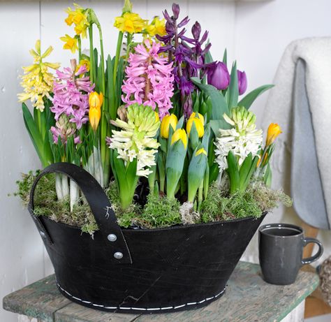 204427 Spring Smells, Spring Planter, Spring Flower Arrangements, Spring Centerpiece, Container Gardening Flowers, Garden Bulbs, Spring Bulbs, Bulb Flowers, Flower Boxes