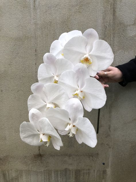 White Phaleonopsis Orchid, Phalenopsis Arrangements, Sampaguita Bouquet, White Orchid Aesthetic, Phalaenopsis Orchid Wedding, Phaelonopsis Orchid, Phalaenopsis Orchid Bouquet, Phalaenopsis Bouquet, Orchid Types