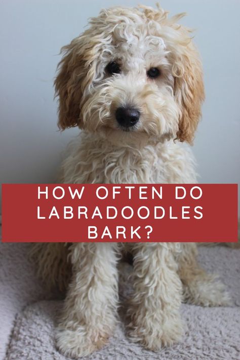 Australian Labradoodle Haircut Style, Labradoodle Medium, Labradoodle Haircut Style, Miniature Labradoodle, Labradoodle Haircut, Aussie Doodle, Labradoodle Miniature, Australian Labradoodles, Puppy Videos