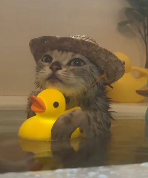 Cats In Cowboy Hats, Cat In Cowboy Hat, Cat With Cowboy Hat, Res Life, Cowboy Hat, Cowboy Hats, Cowboy, Kitty, Bath