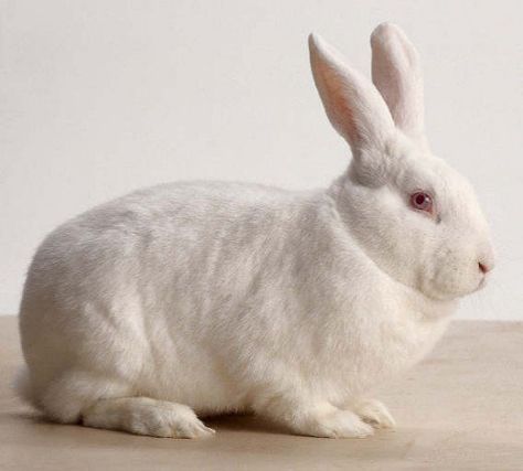 New Zealand Whites are popular rabbits as pets, in the show ring, and unfortunately in the laboratory and meat/fur farm. New Zealand White Rabbits are easily distinguished by their relatively large and solid bodies covered in dense white fur, their... Rabbit Images, New Zealand Rabbits, Somebunny Loves You, Meat Rabbits, Raising Rabbits, Rabbit Pictures, Rabbit Breeds, Large Rabbits, Rabbit Drawing