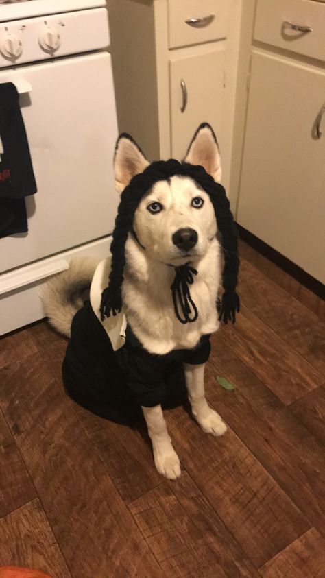 Wednesday Addams Dog Costume, Wednesday Dog Costume, Adams Family Costume With Dog, Addams Family Dog Costume, Adams Family Dog Costume, Funny Customes Halloween Ideas, Family Dog Costumes, Husky Costume, Cat Outfits Pets