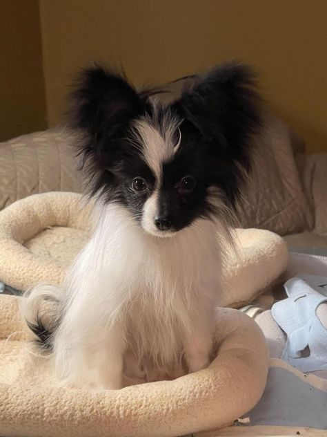 Pappion Dog, Phalene Dog, Papillon Puppies For Sale, Papillion Puppies, Papillon Dog Puppy, Papillon Puppies, Papillon Puppy, New Puppy Checklist, Beautiful Dog Breeds