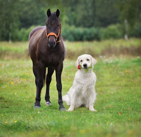 4 Dog Breeds That Work Well With Horses Fluffy Paradise, Horse And Dog, Animal Friendships, Majestic Horses, Greenfield Puppies, Animals Friendship, Dog Store, Horses And Dogs, Unusual Animals