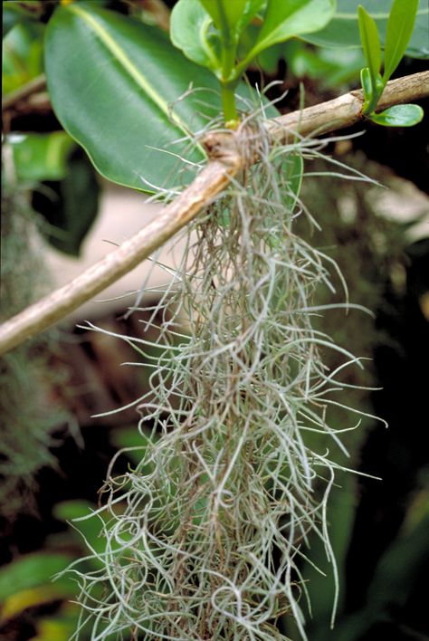 Hinahina Spanish Moss ( Tillandsia usneoides ) Tillandsia Usneoides, Spanish Moss, Song Bird, Lei, Plants