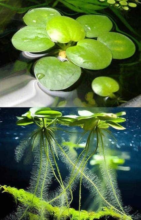 Amazon Frogbit, Diy Aquarium Filter, Floating Pond Plants, Tanaman Air, Fish Aquarium Decorations, Aquarium Garden, Freshwater Aquarium Plants, Fish Tank Design, Indoor Water Garden