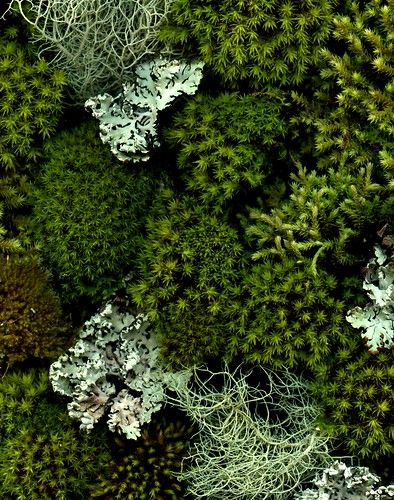 Moss And Lichen, Lichen Moss, Broken Dreams, Moss Garden, The Grove, Natural Forms, Mini Tattoos, Patterns In Nature, Green Aesthetic