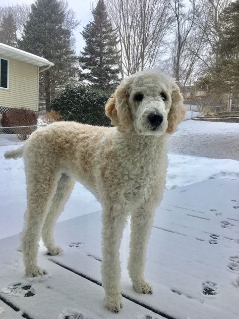 Leggy miss Penny the Standard Poodle Poodle Doodles, Poodle Puppies, Poodles Standard, Poodle Cuts Standard, Standard Poodle Puppies, Big Poodle, Doodle Cuts, Short Poodle Cuts, Poodle Standard