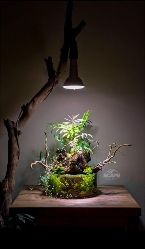 Closed Ecosystem, Terrarium Light, Paludarium Ideas, Water Terrarium, Desktop Aquarium, Tank Terrarium, Aquarium Garden, Wabi Kusa, Diy Succulent Terrarium