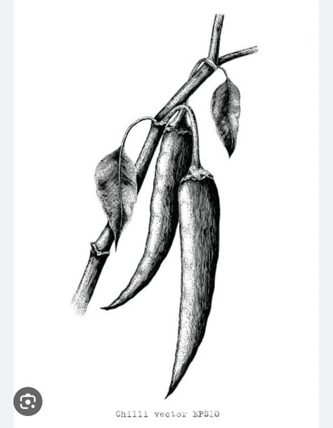 Red Hot Chili Peppers Tattoo, Branch Illustration, Lemon Branch, Black And White Clipart, Printmaking Ideas, Illustration Black And White, Vintage Clip Art, Black And White Vintage, Engraving Illustration