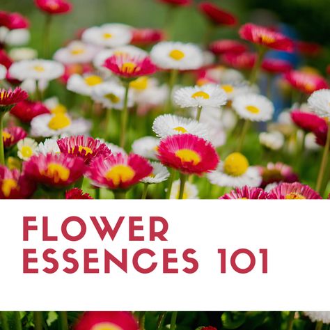 Flower Essences 101: Mini Course Introduction – Inner Plant Wisdom Flower Essences Remedies, Vibrational Medicine, Flower Remedy, American Psychological Association, Essence Collection, Flower Essences, Emotional Resilience, Healthy Energy, Relationship Problems