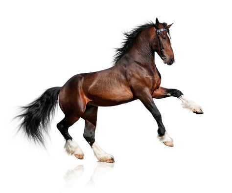 https://flic.kr/p/zYAQrC | Bay horse isolated on white background Clown Paintings, Big Horses, Bay Horse, Horse Posters, White Background Photo, Types Of Animals, Black And White Background, Clydesdale, Sendai