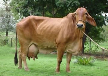 Karan Swiss cow Sahiwal Cow, Cow Breeds, Brahman Cattle, Swiss Cow, Desi Cow, Milk Brands, Indian Village, Farm Cow, Cattle Farming