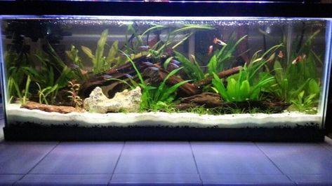 20 Gallon Long Aquarium Ideas, 20 Gallon Long Aquascape, Long Aquascape, Aquarium Themes, 20 Gallon Long Aquarium, Java Fern, Aquascaping Ideas, Aqua Scape, Aquarium Inspiration