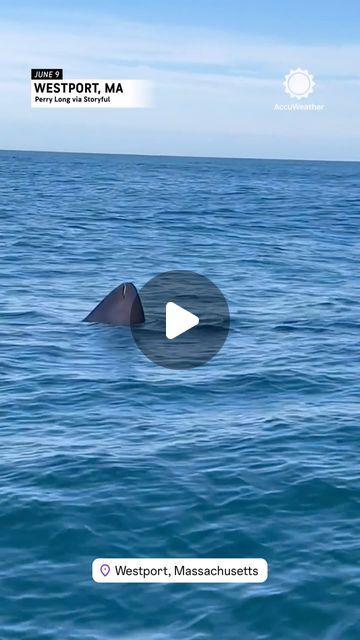 New Bedford Guide on Instagram: "Very large shark off the coast of Westport. @accuweather" Shark Attacks Real, Shark Attacks, New Bedford, Shark Teeth, June 30, Aquariums, Aquarium Fish, The Coast, Sharks