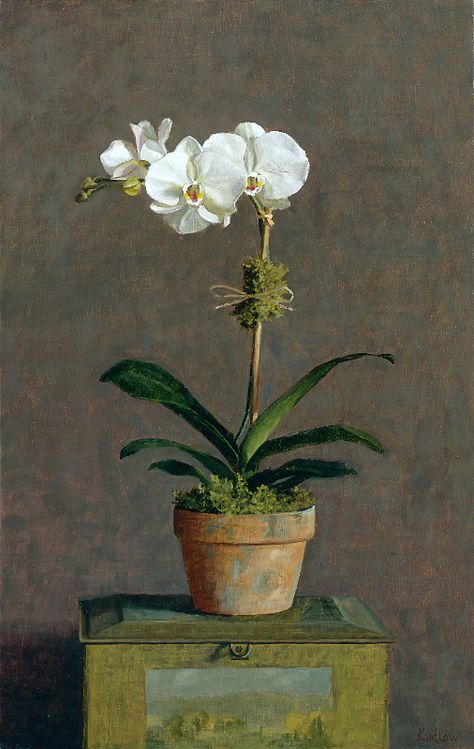 Judith Pond Kudlow | OIL | White Orchid White Orchids Painting, Orchid Painting Oil, Orchid Still Life Photography, Orchid Art Painting, Orchid In Vase, Orchid Painting, Potted Orchid, Orchid Art, Orchid Vase