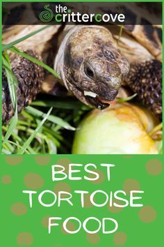 Food For Tortoises, Russian Box Tortoise, Russian Tortoise Food, Hermann Tortoise Food, Desert Tortoise Food, Diy Tortoise Habitat Outdoor, Tortoise Food List, Indoor Tortoise Enclosure Diy, Sulcata Tortoise Diet