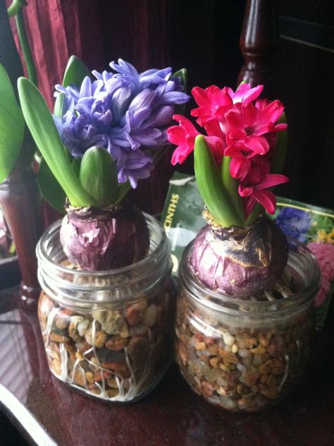 Forcing hyacinth bulbs indoors is easy! Add small gravel to a mason jar, fill with water and place bulb on top. Maintain water level just at bottom of bulb. I have fragrant flowers in February! Jar Garden, Hyacinth Bulbs, Mason Jar Garden, Indoor Water Garden, Growing Bulbs, Inside Plants, Garden Bulbs, Indoor Gardens, Indoor Flowers