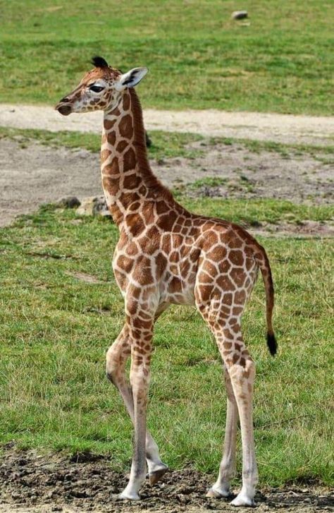 Aesthetic Giraffe, Giraffe Aesthetic, Giraffe Photography, Baby Otter, Giraffe Pictures, Baby Animal Drawings, Baby Shower Giraffe, Giraffe Nursery, Wild Animals Pictures