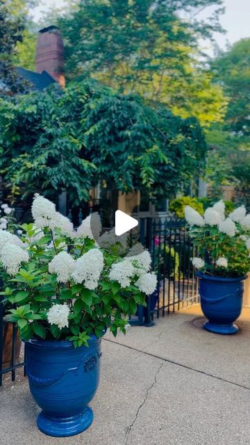 The_Psychiatrist’s_Garden on Instagram: "Good Morning Gardeners! Morning walk.   Currently loving my potted panicle hydrangeas. The “Quick Fire Fab” and “Little Quick Fire” hydrangeas have been the most dependably beautiful panicle types for me.   Planters/pots by: @campania.international  @frontgate  @loweshomeimprovement   #hydrangea #hydrangeas #hydrangeapaniculata #whiteflowers #gardenflowers #summerflowers #containergardening #planters #patiogarden #patio #fence #mygarden #mygardentoday #inmygarden #inthegarden #gardener #gardendecor #gardenlove #gardenlovers #gardenlife #gardening #gardenstyle #gardensofinstagram #gardenideas #gardeninglife #flowers🌸" Hydrangea In Pots Planters, Quick Fire Hydrangea, Campania International, Panicle Hydrangea, Patio Fence, Hydrangea Paniculata, Morning Walk, Garden Lovers, Garden Styles