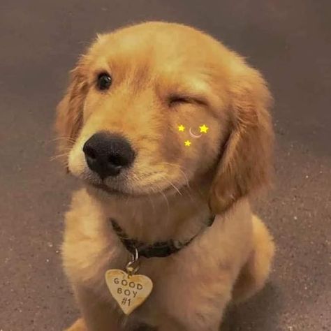 Golden Retriever, Stars, Yellow, Dogs