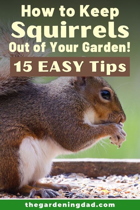 Squirrel Proof Garden, Squirrel Repellant, Get Rid Of Squirrels, Fruit Growing, Farming Ideas, Garden Prepping, Garden Layout Vegetable, Herb Gardening, Garden Products