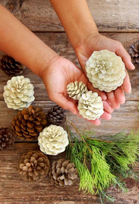 Make beautiful "bleached pinecones" in 5 minutes without bleach! Non-toxic & easy DIY pine cone craft, perfect for fall, winter, Thanksgiving & Christmas decorations! - A Piece of Rainbow #pinecones #pineconecrafts #diy #homedecor #homedecorideas #diyhomedecor #thanksgiving #christmas #christmasdecor #christmascrafts #christmasideas #christmasdecorations #crafts #fall #winter #farmhouse #vintage #farmhousestyle #farmhousedecor #weddingdecor Bleached Pinecones, Bleach Pinecones, Pine Cone Art, Diy Pinecone, Pine Cone Decorations, Cones Crafts, Mason Jar Centerpieces, Pine Cone Crafts, Mason Jar Diy