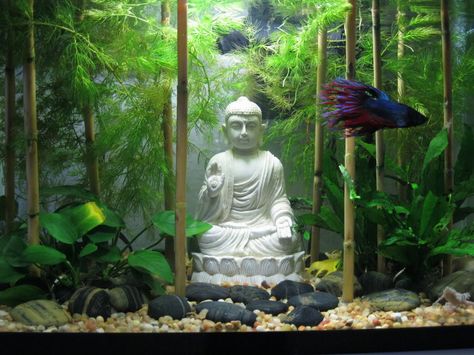 Zen - Buddha - Rock Garden Aquascape Mystery Snails, Tanaman Air, Ghost Shrimp, Wood Element, Fish Aquarium Decorations, Fish Tank Themes, Pet Room, Zen Buddha, Fish Tank Terrarium