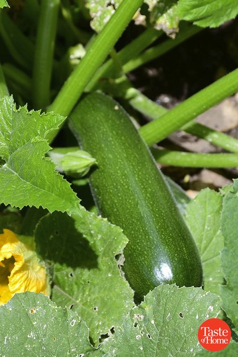 How To Harvest Zucchini, Garden Preserving, Zucchini Pasta Recipes, Growing Tomato, Zucchini Recipes Baked, Growing Zucchini, Zucchini Recipes Healthy, Growing Tomato Plants, Zucchini Banana Bread