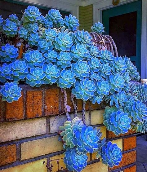 Succulent Landscaping Front Yard, Indoor Succulent Planter, Succulent Garden Landscape, Succulent Decor, Succulent Garden Indoor, Blue Succulents, Succulent Garden Design, Succulent Landscaping, Garden Frame