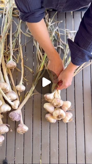 Garlic Braiding, Braid Garlic, Braiding Garlic, Braided Garlic, Edible Gardens, Beverly Hills Cop, Urban Farm, Urban Farming, Edible Garden