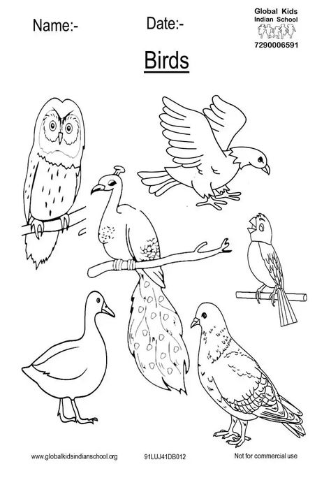 Birds Worksheets Kindergarten, Birds Worksheets For Kids, Bird Worksheet, Cleanliness Quotes, Letter C Crafts, Kids Preschool Learning, Toddler Printables, Birds For Kids, Bird Outline