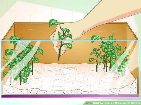 How to Create a Green Anole Habitat: 7 Steps (with Pictures) Green Anole, Lizard Habitat, Always Learning, Lizards, Bright Green, Reptiles, Habitat, To Create, Green