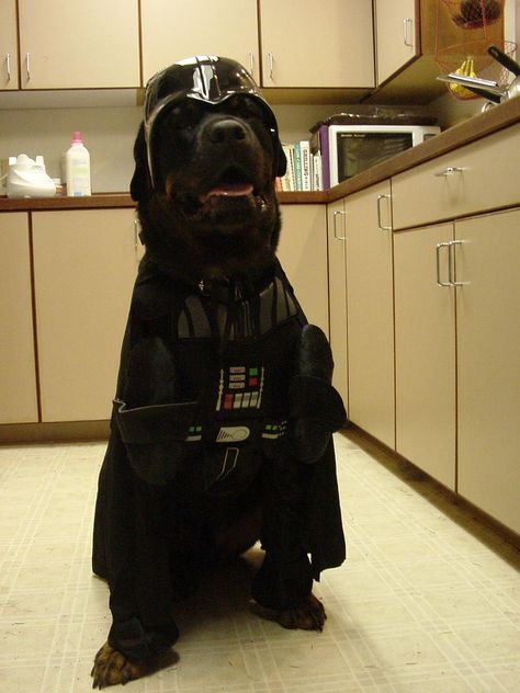 Luke...I Am Your Dog | Tucker's Halloween costume  ****I approve of this*** Best Dog Halloween Costumes, Best Group Halloween Costumes, Rottweiler Funny, Epic Costumes, Rottweiler Love, Funny Costumes, Rottweiler Dog, Dog Halloween Costumes, Dog Costumes